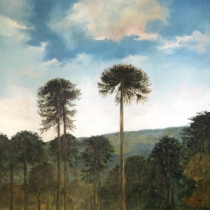 Araucarias